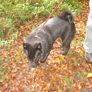 Norsk buhund Olav
