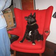Norsk buhund Olav
