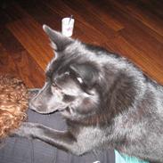 Norsk buhund Olav
