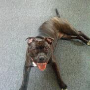 Staffordshire bull terrier Freja