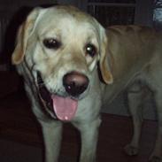 Labrador retriever Sigurd