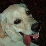 Labrador retriever Sigurd