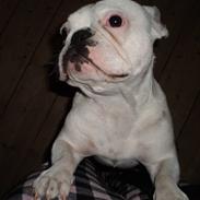 Fransk bulldog Abbey