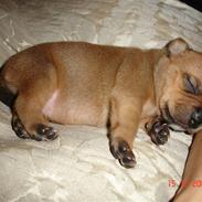 Staffordshire bull terrier Roja 