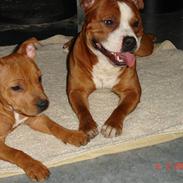 Staffordshire bull terrier Roja 