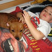 Staffordshire bull terrier Roja 