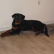 Rottweiler Tyson