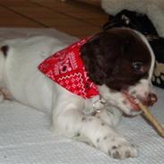 Field Trial spaniel Emma