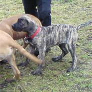 Boerboel RATHMANNS TROJA *R.I.P*