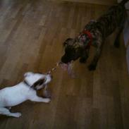 Boerboel RATHMANNS TROJA *R.I.P*