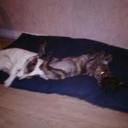 Boerboel RATHMANNS TROJA *R.I.P*