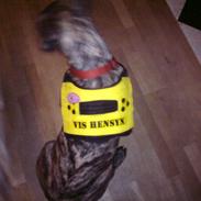 Boerboel RATHMANNS TROJA *R.I.P*