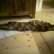 Boerboel RATHMANNS TROJA *R.I.P*