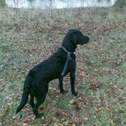Labrador retriever Pelle