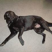 Labrador retriever Pelle