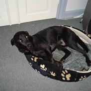 Labrador retriever Pelle