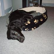 Labrador retriever Pelle