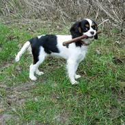 Cavalier king charles spaniel Trika