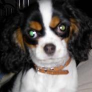 Cavalier king charles spaniel Trika