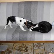 Cavalier king charles spaniel Trika