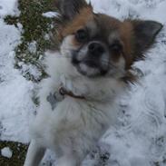 Chihuahua Muddi (fimsen)