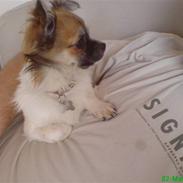 Chihuahua Muddi (fimsen)