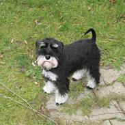 Dvaergschnauzer Rosita