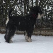 Dvaergschnauzer Rosita