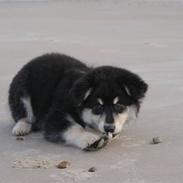 Finsk lapphund Wasikka