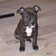 Staffordshire bull terrier Lucca