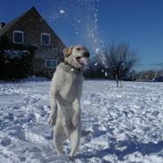 Labrador retriever Buster