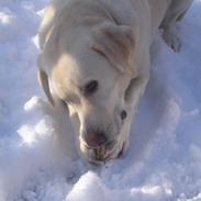 Labrador retriever Buster