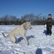 Labrador retriever Buster