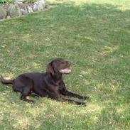 Labrador retriever Fenris