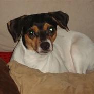 Dansk svensk gaardhund Frida