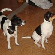 Dansk svensk gaardhund Frida