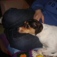 Dansk svensk gaardhund Frida