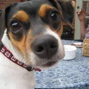 Dansk svensk gaardhund Frida