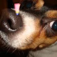 Dansk svensk gaardhund Frida