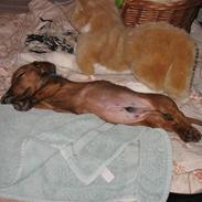 Gravhund Tikko DØD  :o(