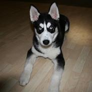 Siberian husky Enzo