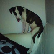 Blanding af racer Kessler