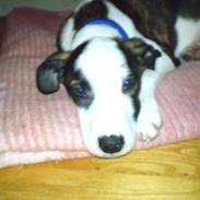 Blanding af racer Kessler