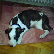 Blanding af racer Kessler