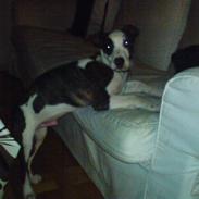 Blanding af racer Kessler