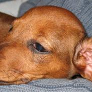 Gravhund Tikko DØD  :o(