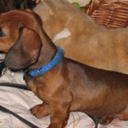 Gravhund Tikko DØD  :o(