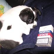 Blanding af racer Nala