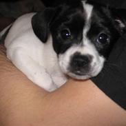 Blanding af racer Nala