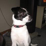 Blanding af racer Nala